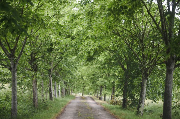 Pathway to forest trees setting